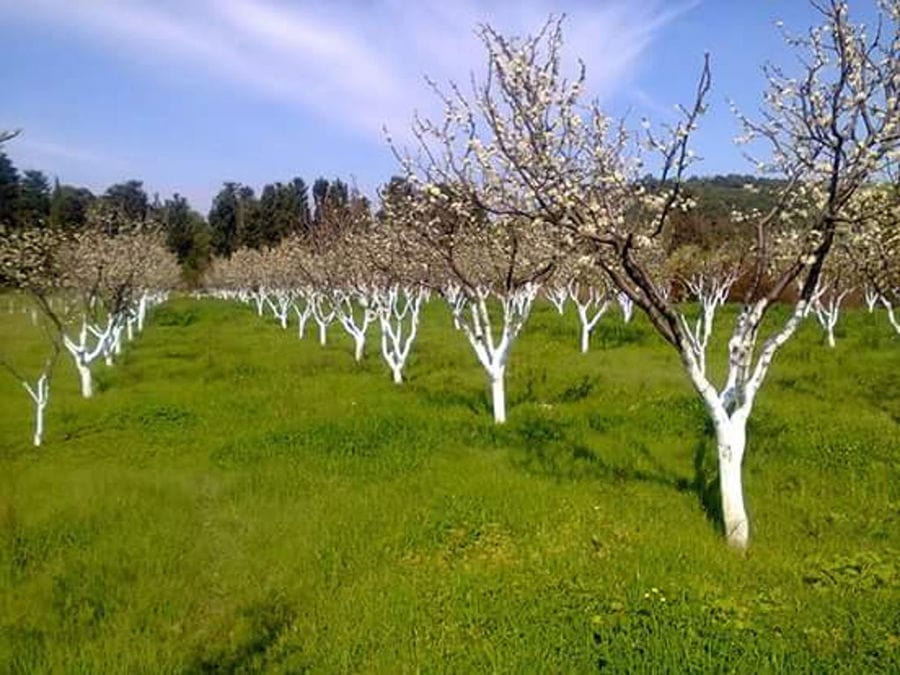 rows of prune trees with white flowers in the spring surrounded by green grass at 'Gripioti Farm'